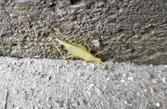 Oecanthus longicauda