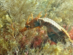 Hippocampus abdominalis