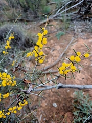 Acacia colletioides