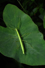 Phasmida