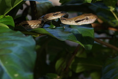 Boiga cynodon