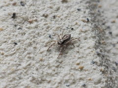 Menemerus bivittatus
