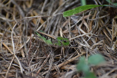 Oedaleus infernalis