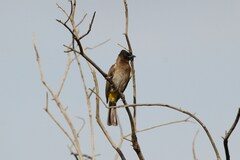 Pycnonotus barbatus layardi