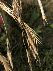 Bromus tectorum