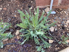 Lactuca serriola