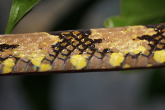 Boiga cynodon