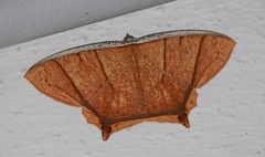 Thinopteryx crocoptera