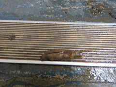 Triboniophorus graeffei