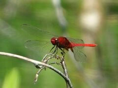 Erythemis mithroides