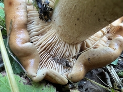 Tricholoma colossus