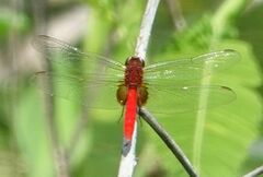 Erythemis mithroides