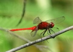 Erythemis mithroides
