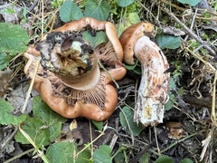Tricholoma colossus