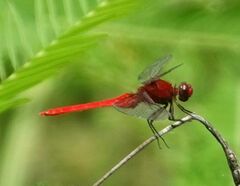 Erythemis mithroides