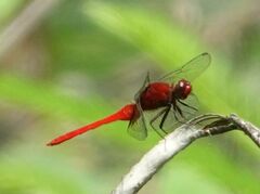 Erythemis mithroides