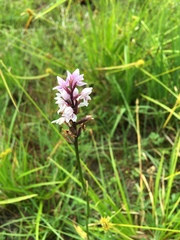 Dactylorhiza