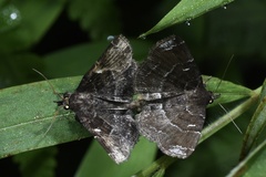 Adrapsa ablualis