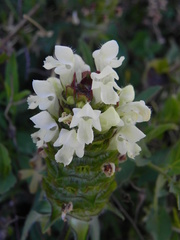Prunella laciniata