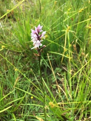 Dactylorhiza