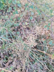 Agrostis capillaris