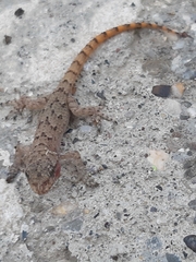 Mediodactylus kotschyi