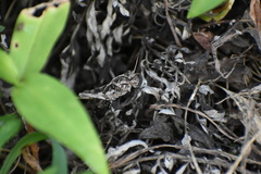 Oedaleus infernalis