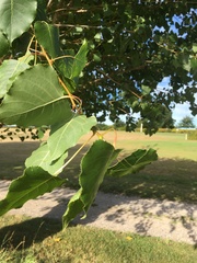 Populus nigra