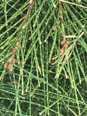 Allocasuarina nana