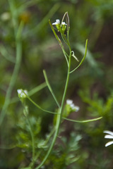 Arabidopsis thaliana