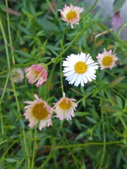 Erigeron karvinskianus