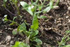 Arabidopsis thaliana