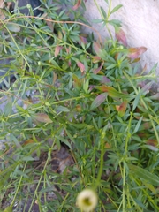 Erigeron karvinskianus