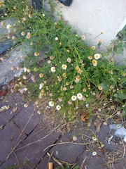 Erigeron karvinskianus
