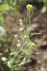 Arabidopsis thaliana