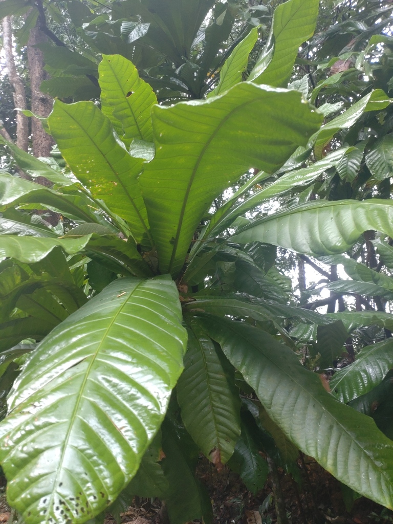 Barringtonia pauciflora (Barringtonia pauciflora)