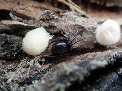 Steatoda capensis