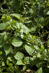 Arabidopsis thaliana