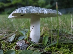 Virescentinae