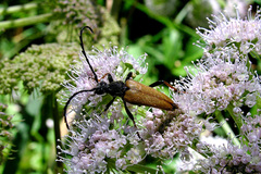 Stictoleptura rubra