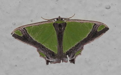 Agathia laetata
