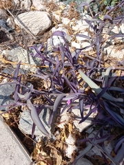 Tradescantia pallida