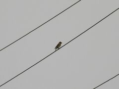 Fringilla montifringilla