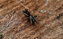 Phrurolithus festivus
