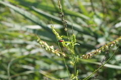 Anthocomus rufus