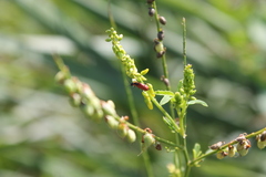 Anthocomus rufus