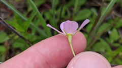 Sabatia stellaris