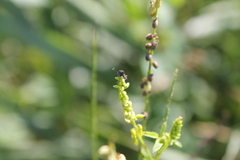 Anthocomus rufus