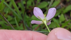 Sabatia stellaris