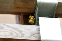 Polistes nipponensis